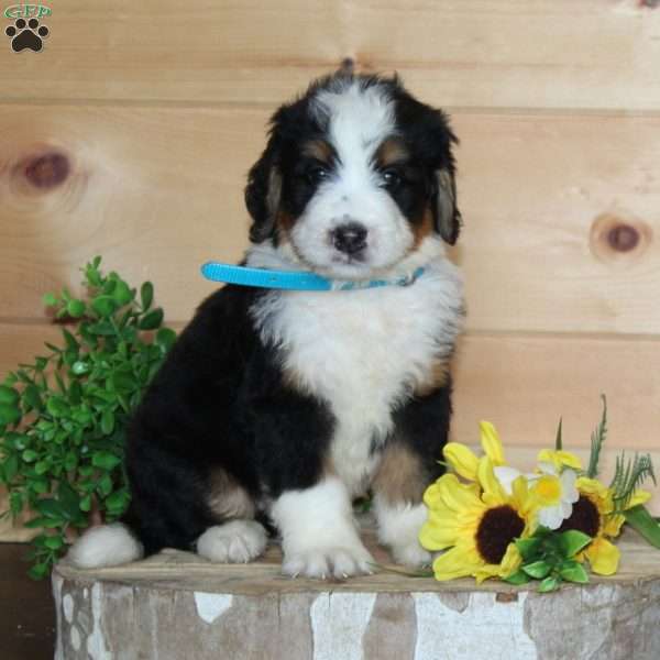 Taco Bell, Bernedoodle Puppy